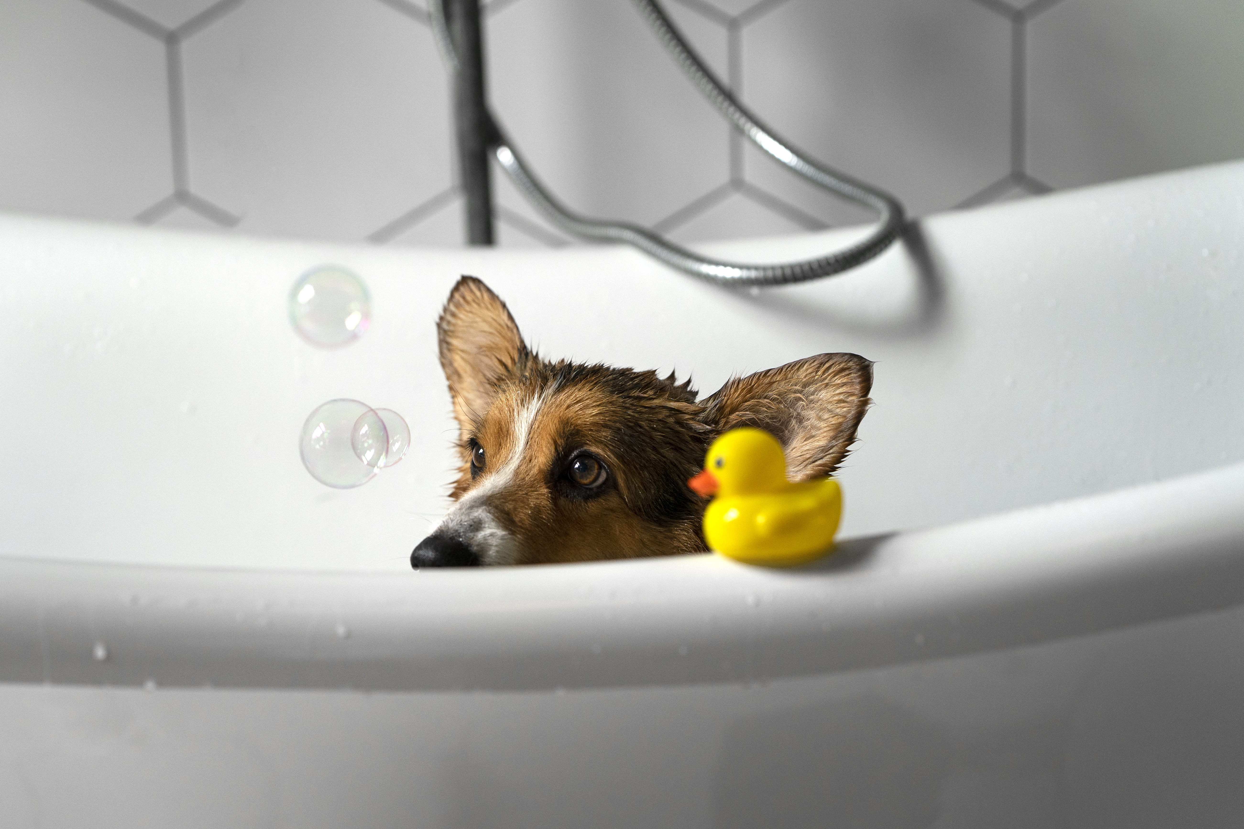 Pet Care Banner